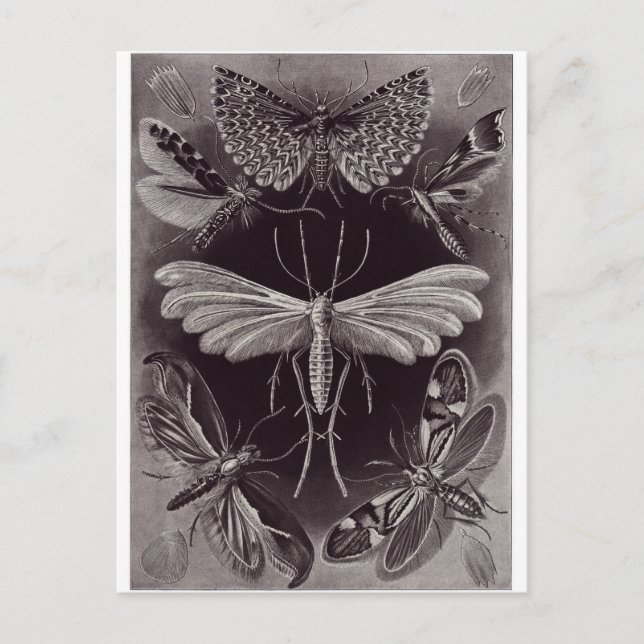 Ernst Haeckel Art Carte postale : Tineida (Devant)