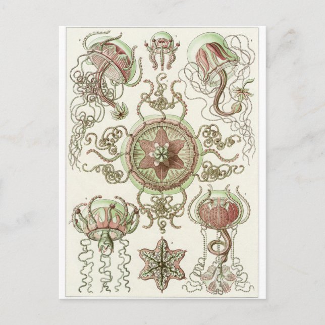 Ernst Haeckel Art Carte postale : Trachomedusae (Devant)