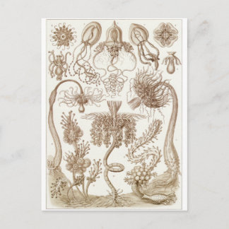 Ernst Haeckel Art Carte postale : Tubulaire