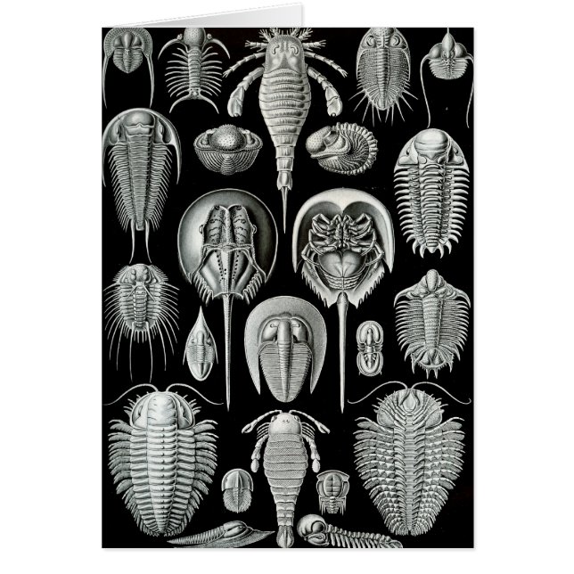 Ernst Haeckel - Aspidonia (Devant)