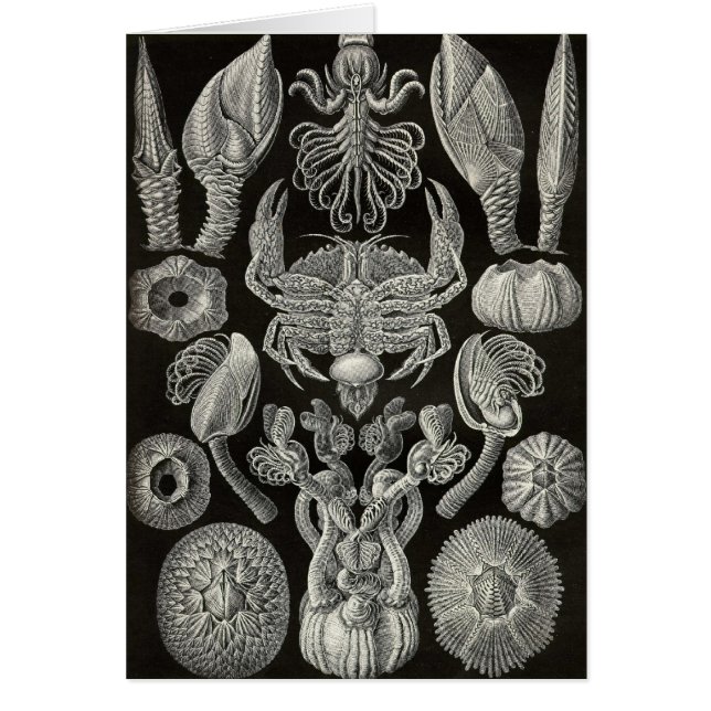 Ernst Haeckel - Cirripedia (Devant)