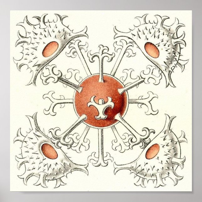 Ernst Haeckel - Desmidiea Détail Poster du Portefe (Devant)