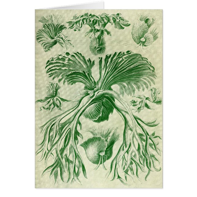Ernst Haeckel - Filicinae (Devant)