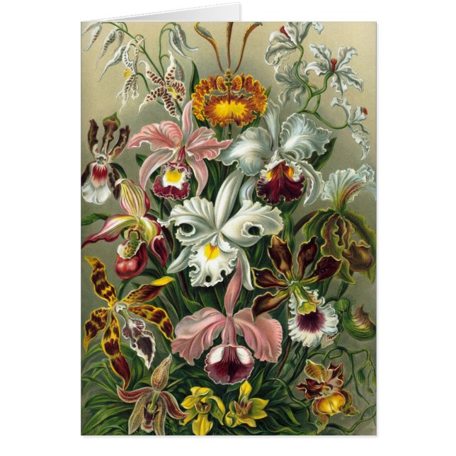 Ernst Haeckel - Orchidae (Devant)