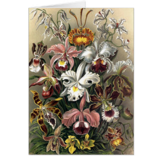 Ernst Haeckel - Orchideae