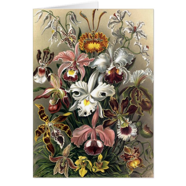 Ernst Haeckel - Orchideae (Devant)
