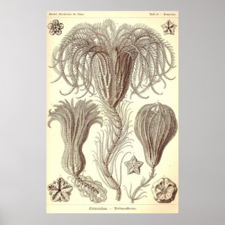 Ernst Haeckel - Poster Crinoidea
