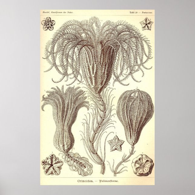 Ernst Haeckel - Poster Crinoidea (Devant)