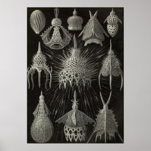 Ernst Haeckel - Poster Cyrtoidea