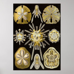 Ernst Haeckel - Poster Echinidea