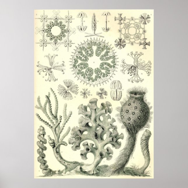 Ernst Haeckel - Poster Hexactinellae (Devant)
