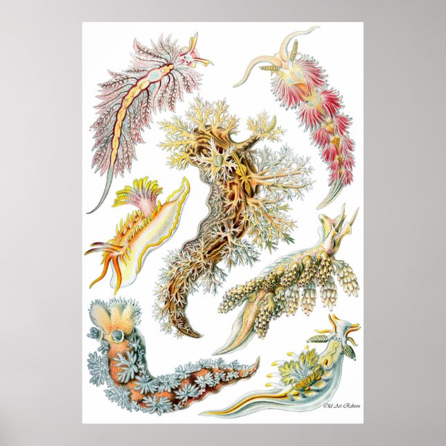 Ernst Haeckel Poster ~ Nudibranchia (Devant)