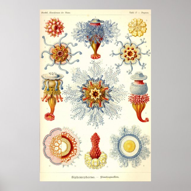 Ernst Haeckel - Siphonophorae2 Poster (Devant)