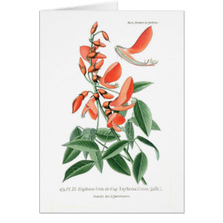 Erythrina Crista-galli