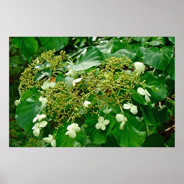 Escalade blanche Hydrangea - Poster (Devant)