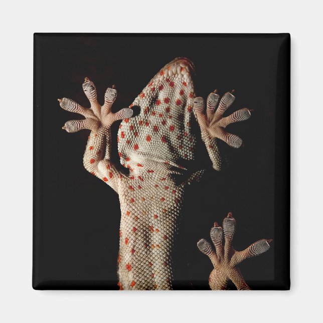 Escalade Gekko Magnet (Devant)