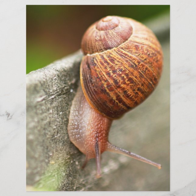 escargot (Devant)