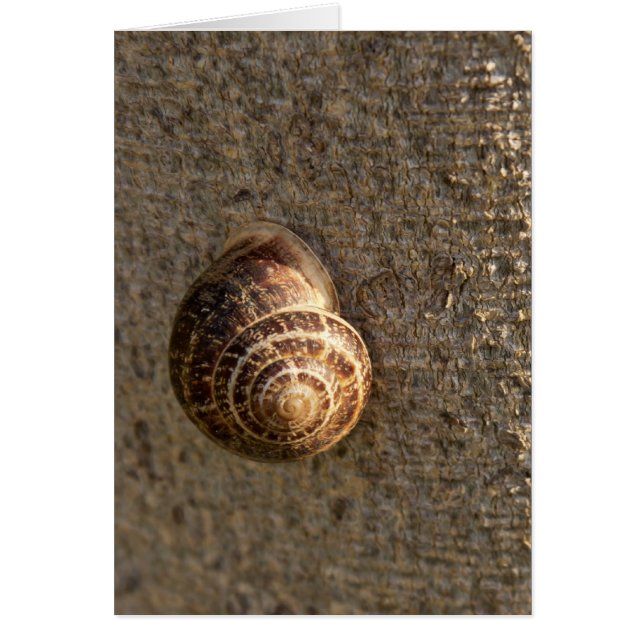 Escargot (Devant)
