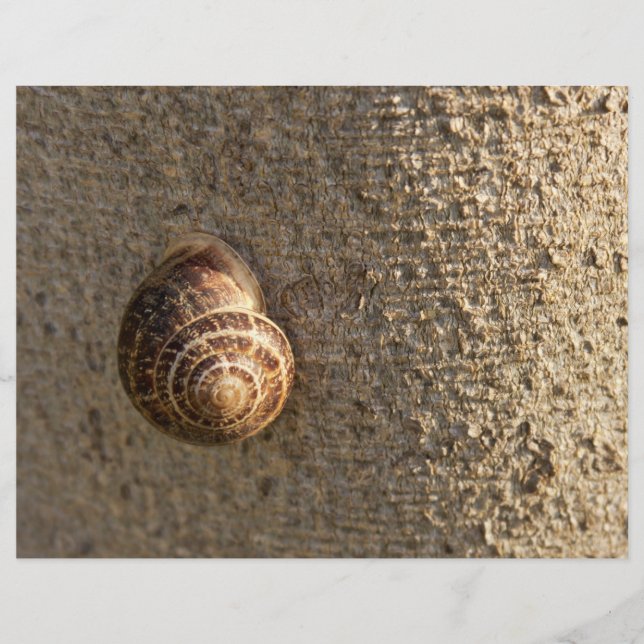 Escargot (Devant)