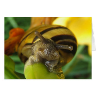 Escargot 186 ~ carte
