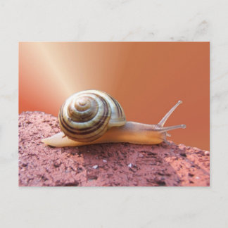Escargot avec rayon ~ carte postale