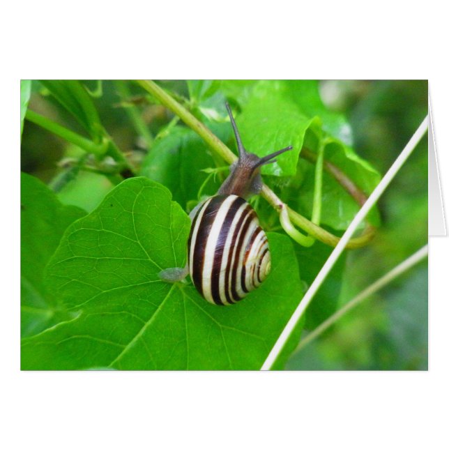 Escargot de terre strié sur une carte blanche à fe (Devant Horizontal)