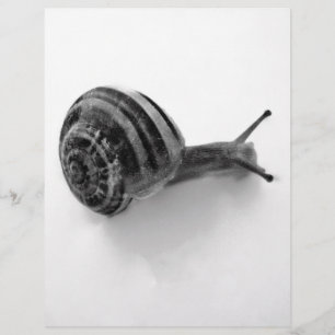 Escargot noir et blanc