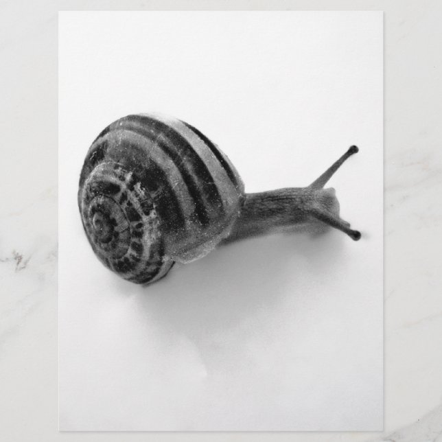 Escargot noir et blanc (Devant)