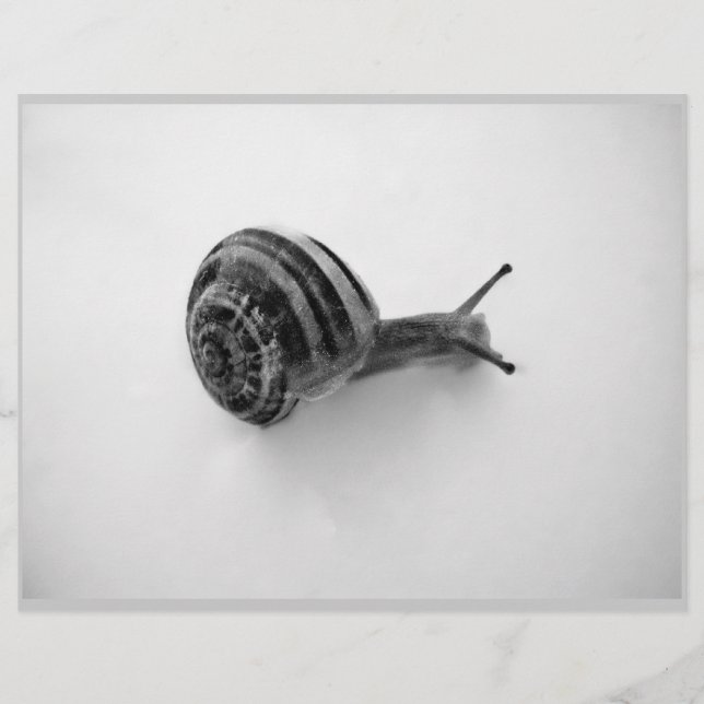 Escargot noir et blanc (Devant)