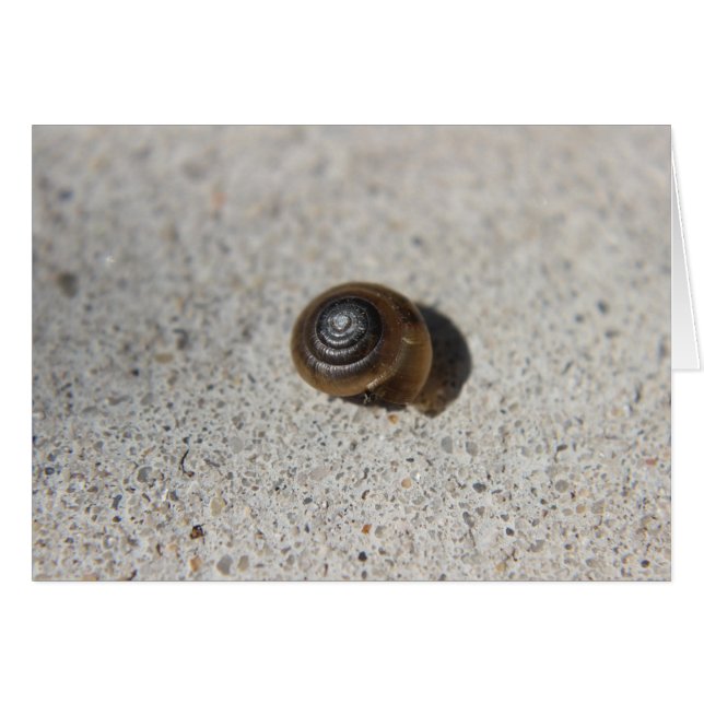 Escargot pâle (Devant horizontal)