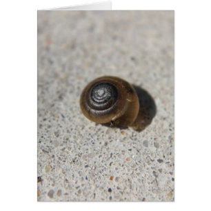 Escargot pâle