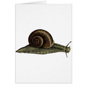 Escargot vintage