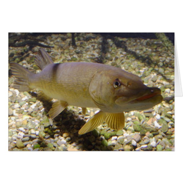 Esox lucius (Devant horizontal)