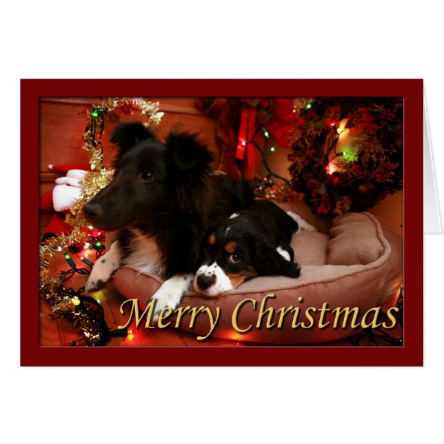 Espagnol Springer anglais, Espagnol Springer, Espa (Devant horizontal)