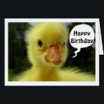 ESPÉRER QUE VOTRE ANNIVERSAIRE EST JUSTE DUCKY DIT<br><div class="desc">C'EST TRÈS BIEN POUR TOUT AMI PERSONNEL OU FAMILIAL-DANS VOTRE VIE POUR "N'IMPORTE QUEL ANNIVERSAIRE" QU'ILS PEUVENT CÉLÉBRER POUR CE DUCK EST SÉRIEUX...  REGARDEZ CE VISAGE !</div>