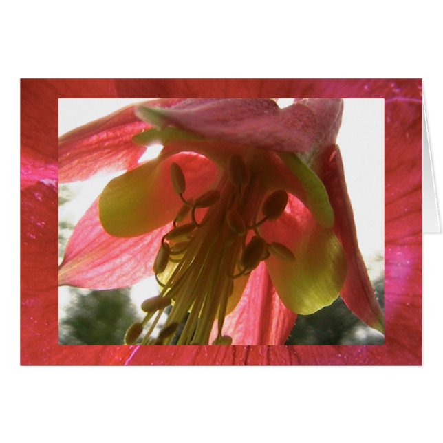 espoir (Devant horizontal)