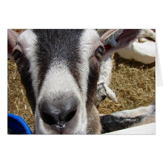 Est-Ce De La Nourriture De Caméra ? (Devant horizontal)