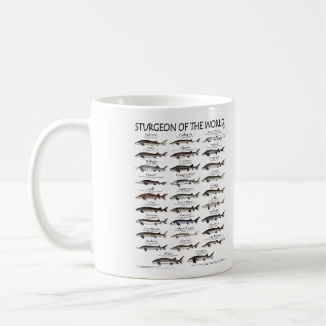 Esturgeon du monde de la Mug (Gauche)