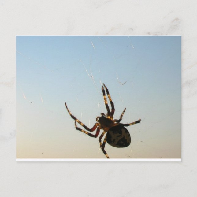 Et s'assit une carte postale d'araignée (Devant)