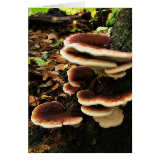 Étagère à fées (Devant)