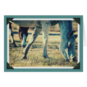 Étalage des équines