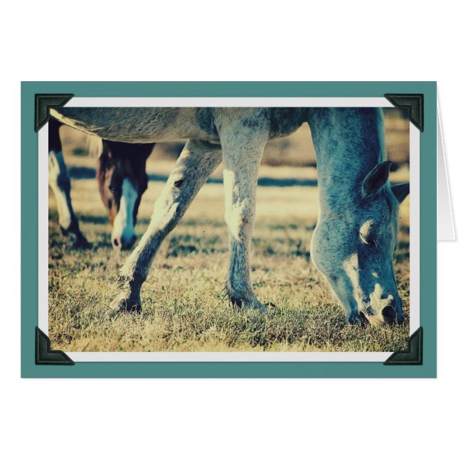 Étalage des équines (Devant horizontal)