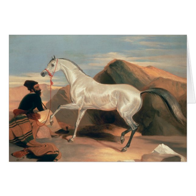 Étalon arabe (Devant horizontal)