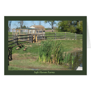 Étang de canard aux fermes d'asile sûr