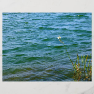 Etang de roseau à fleurs blanches
