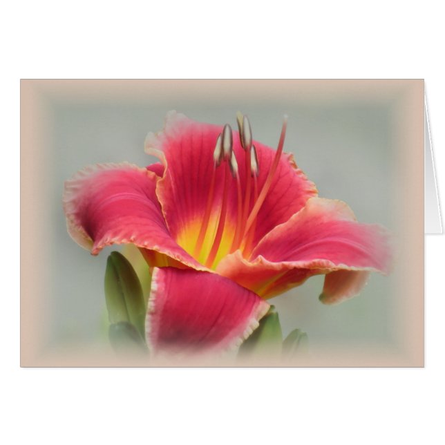 État d'esprit de Lily - Daylily (Devant horizontal)