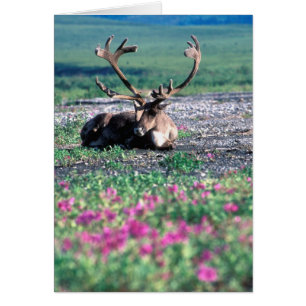 États-Unis, Alaska, Parc national de Denali, Carib