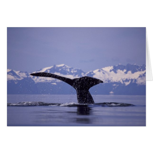 États-Unis, Alaska, Passage Intérieur baleine à bo (Devant horizontal)