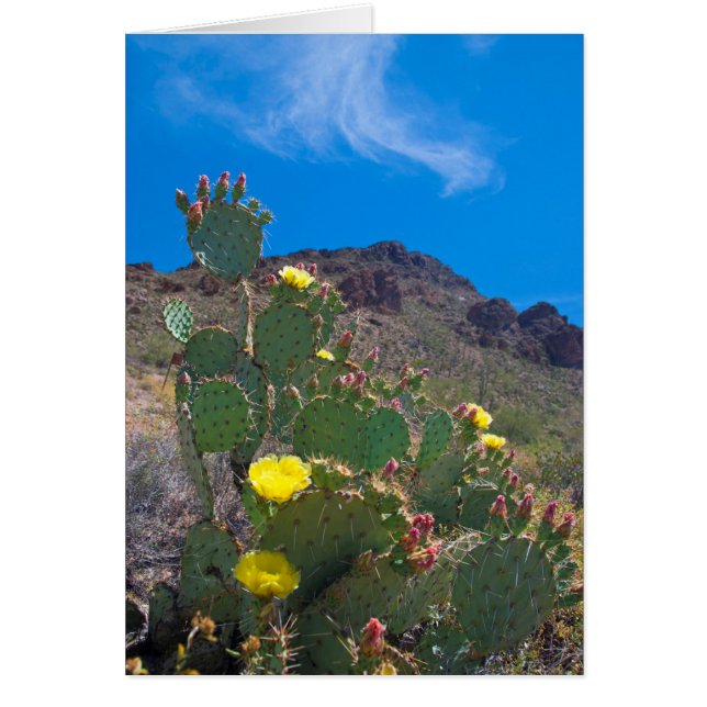 États-Unis, Arizona. Cactus dans les collines (Devant)