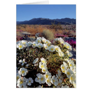 États-Unis, Californie, Anza-Borrego DSP. Dune soi